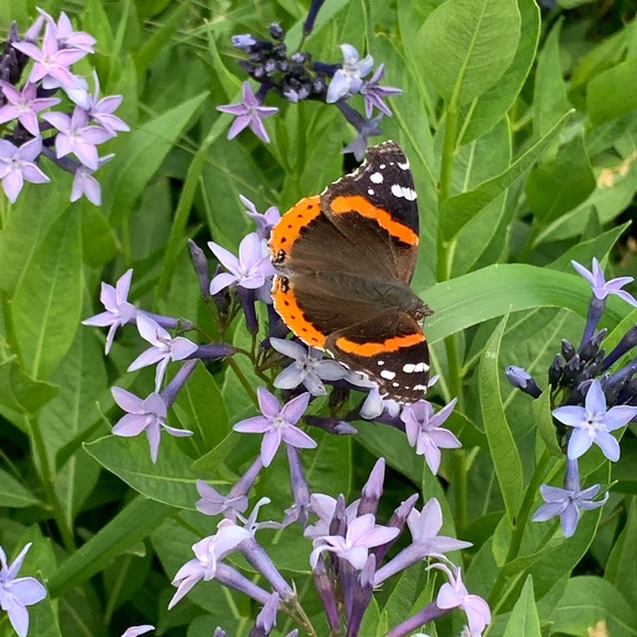 Meet your Posher, Donna - Picture 7 of 8